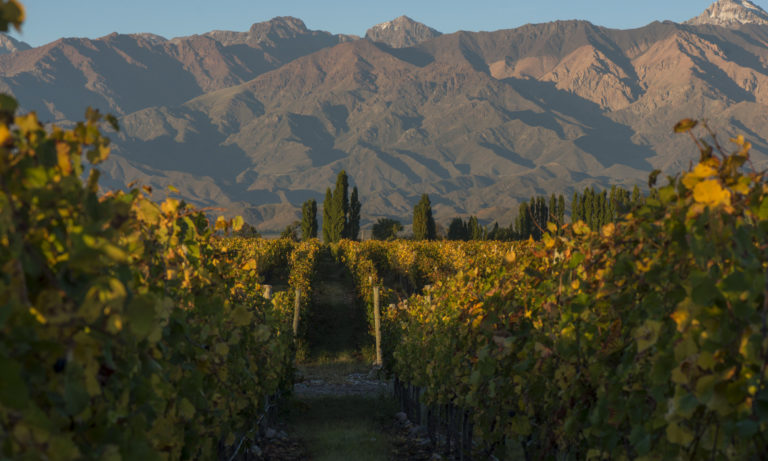 THE UCO VALLEY <br>VINEYARDS